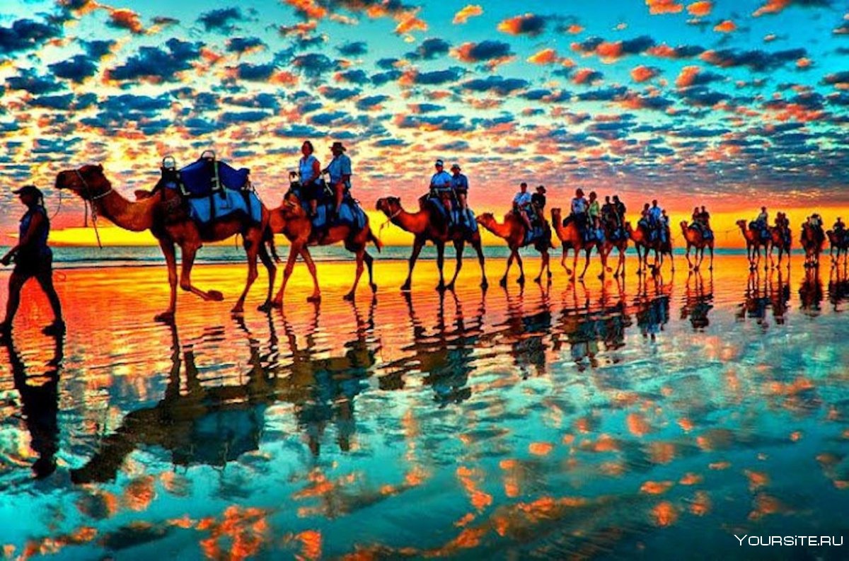 Караван верблюдов в пустыне