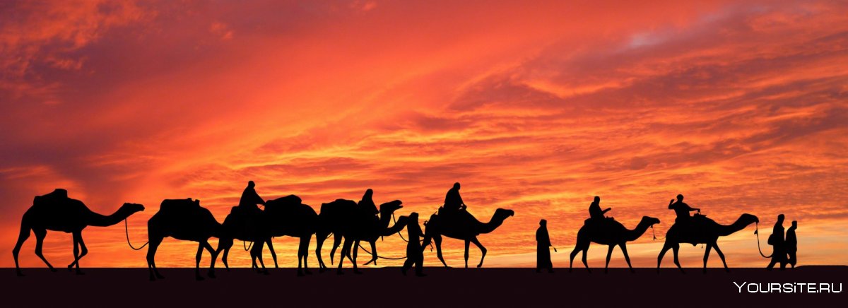 Верблюды в пустыне закат