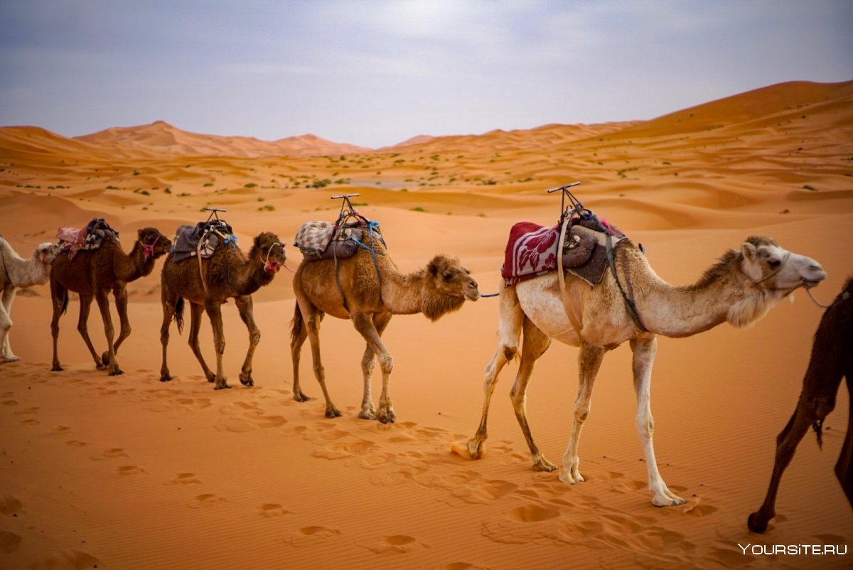 Марокко туризм верблюд