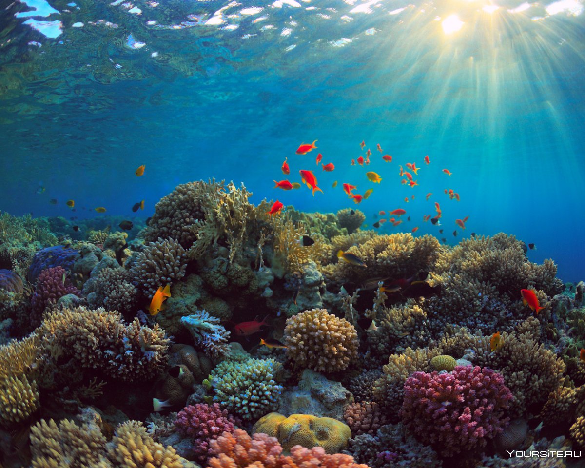 Коралловые рифы Таити