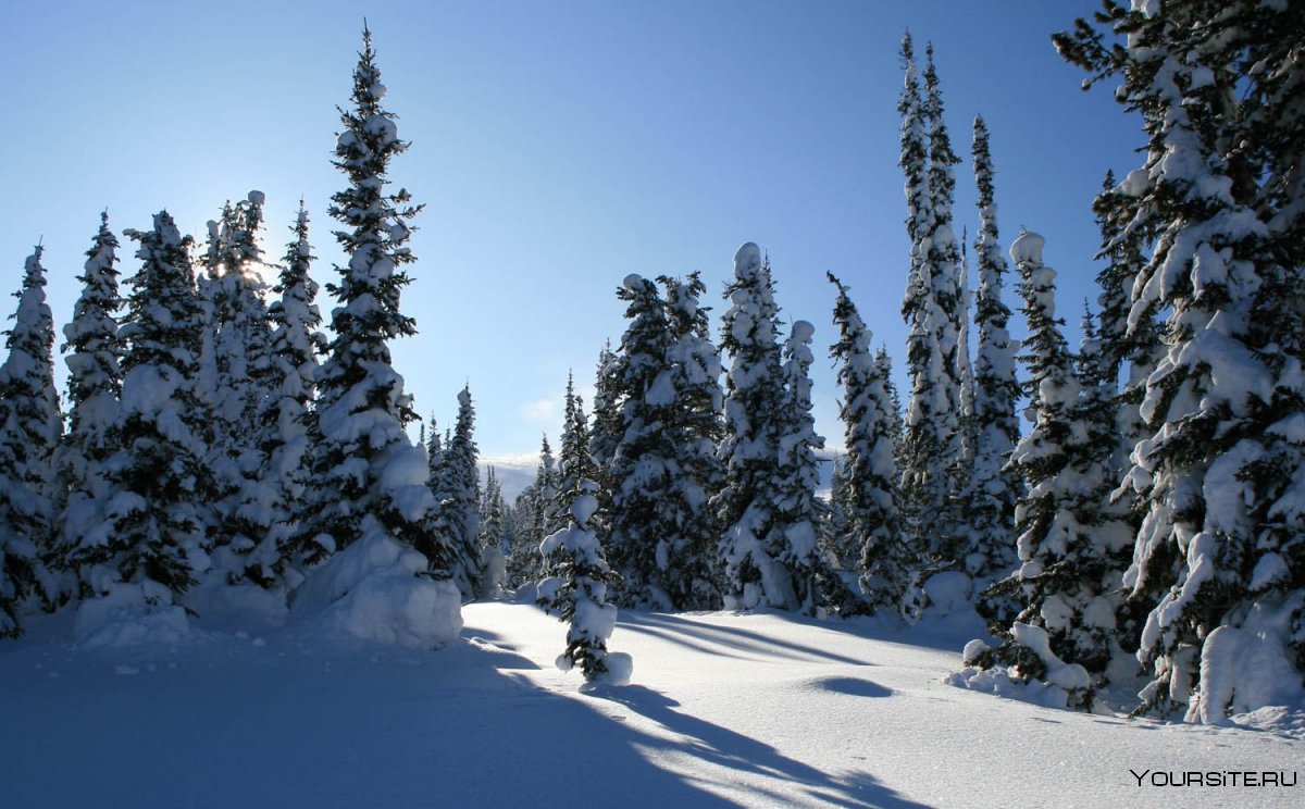 Лес Сибири зимой