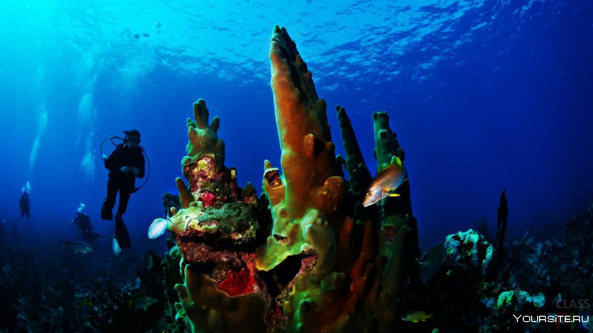 Красное море снорклинг