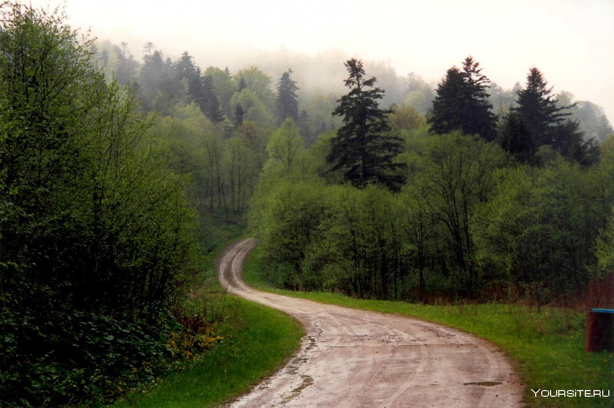 Дорога у леса сбоку