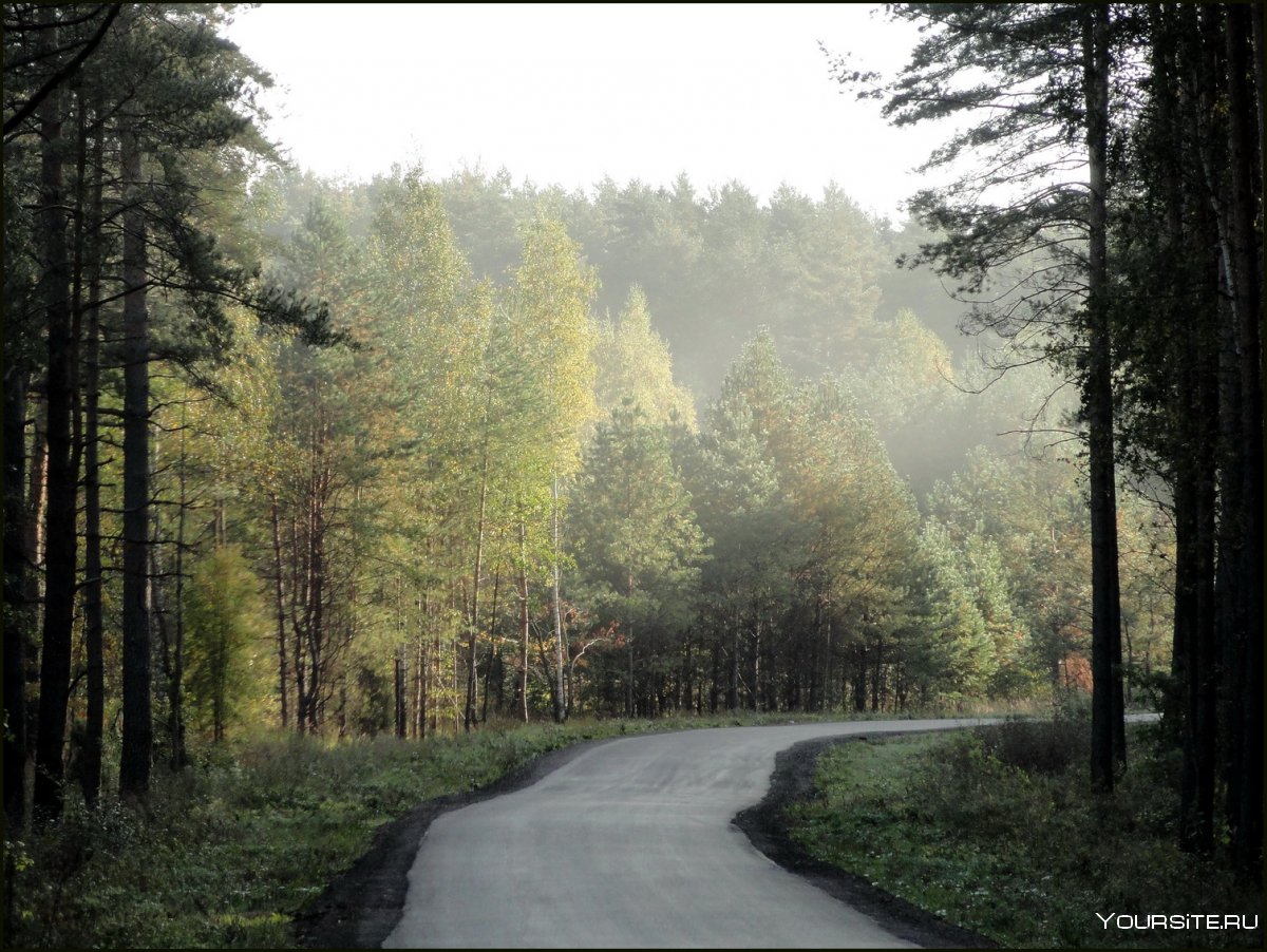 Дорога рядом с лесом