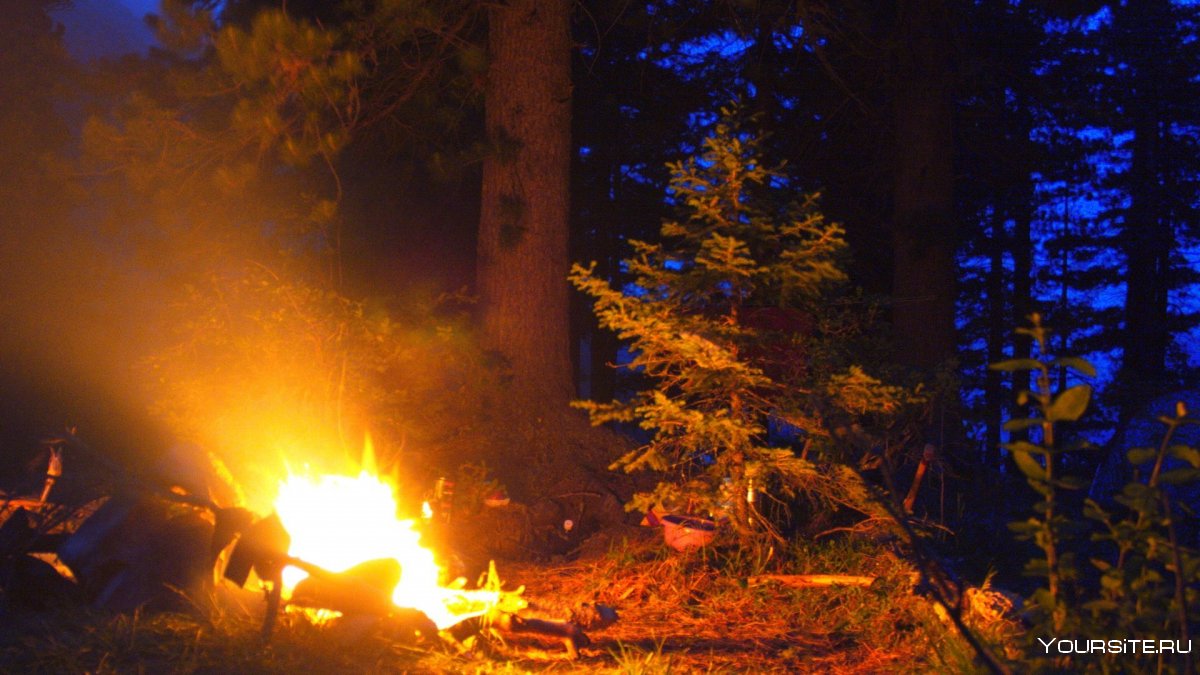 Ночной костер в лесу