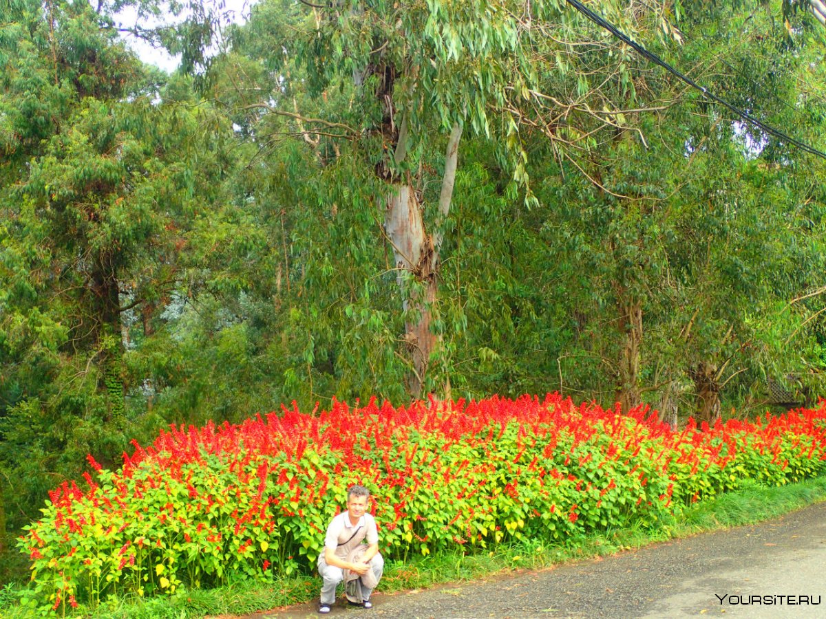 Цветущие деревья в Ботаническом саду в Батуми