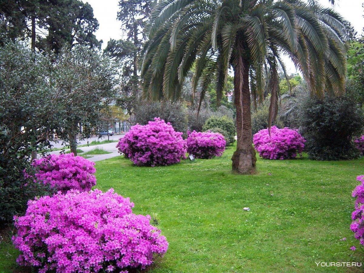 Батумский Ботанический сад османтус
