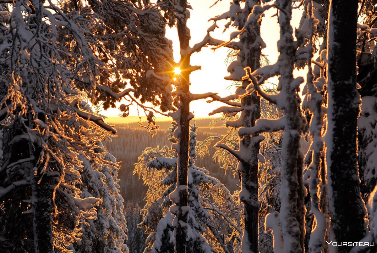 Зимний лес в Финляндии