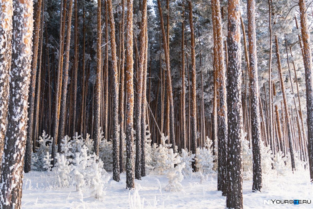 Морозный лес прогулка сосна парень