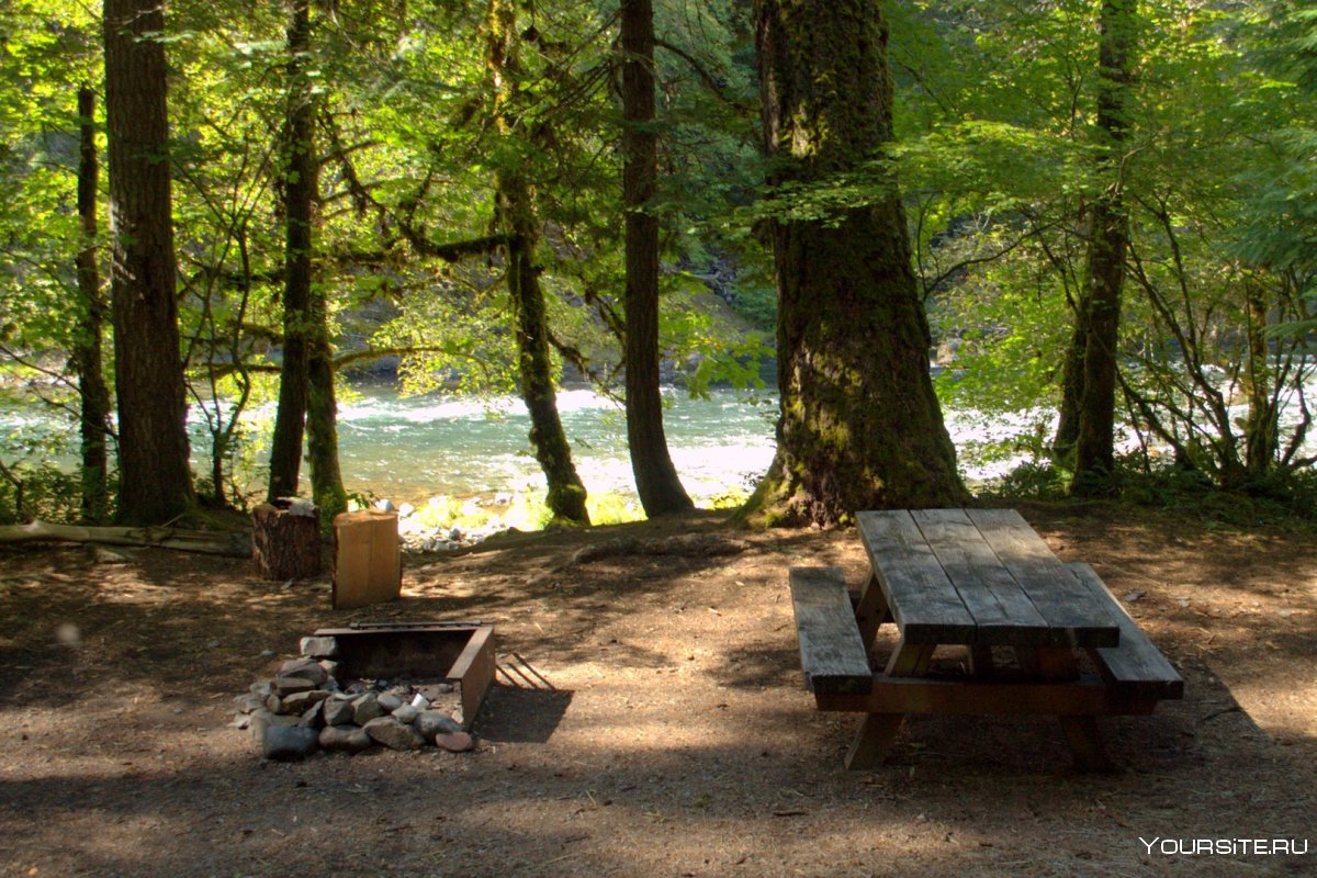 Место для пикника в лесу