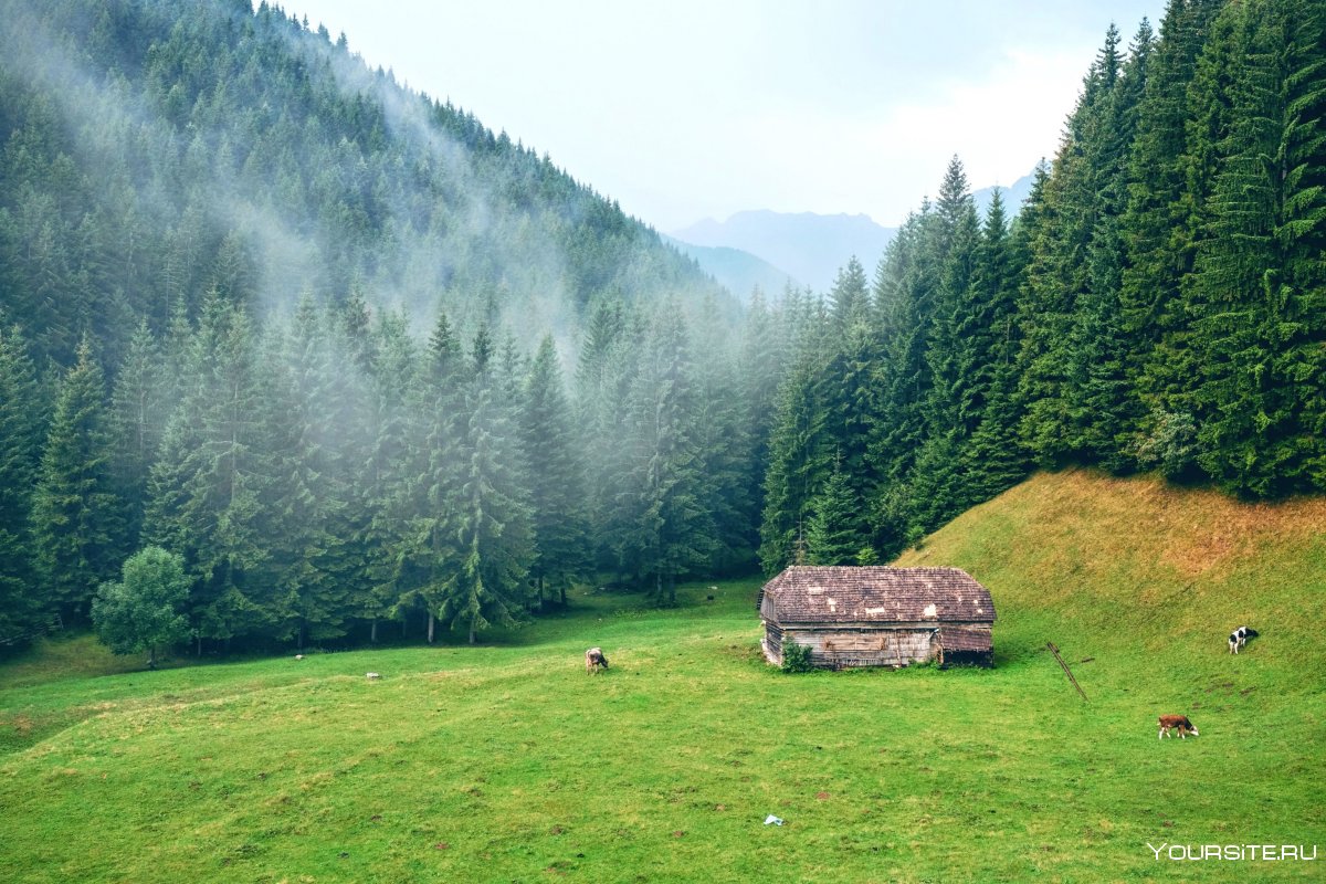 Холодный лес Румыния