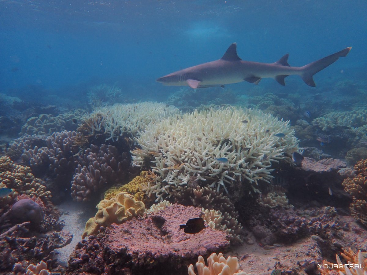 Подводный мир кораллырифы