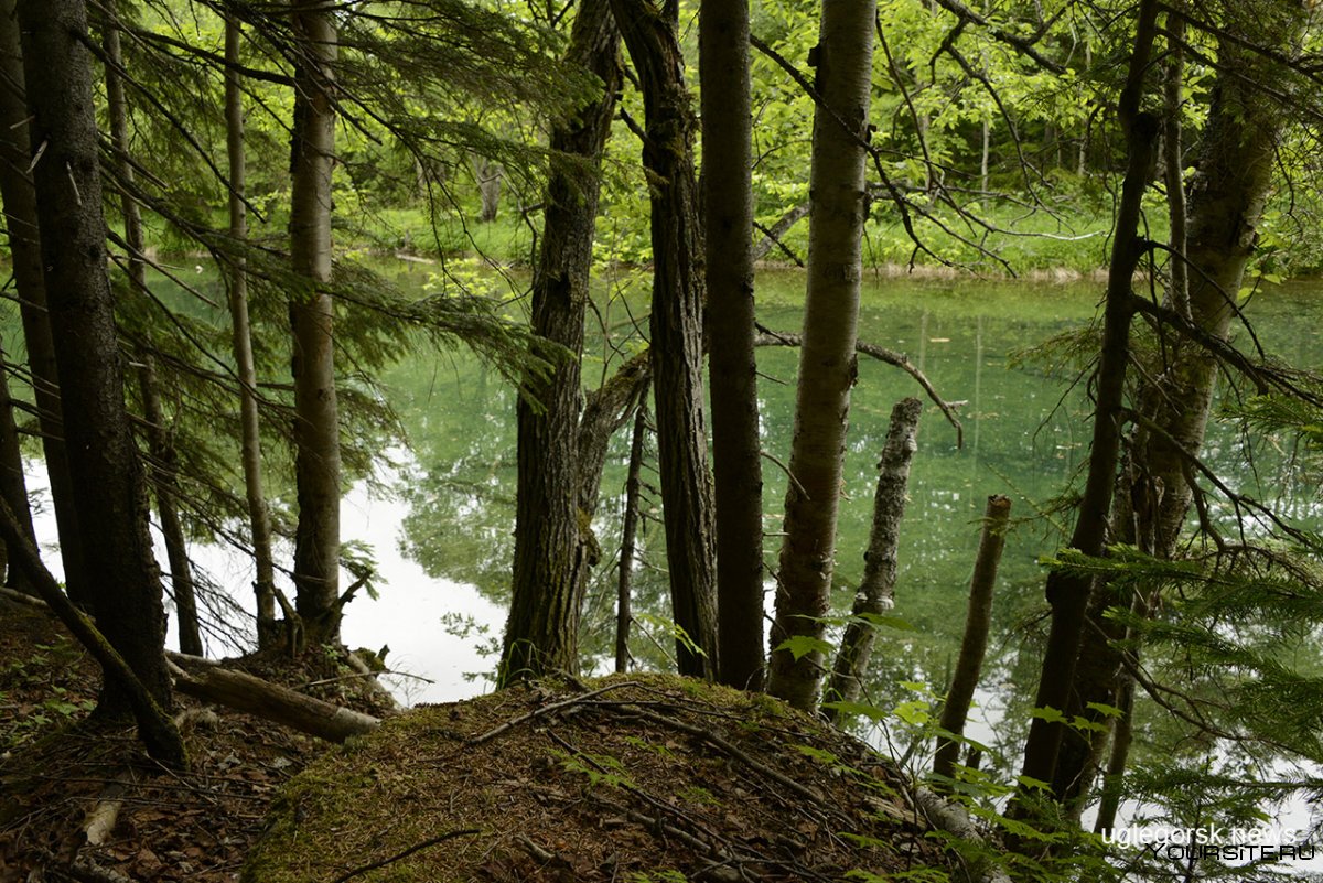 Озеро в дремучем лесу