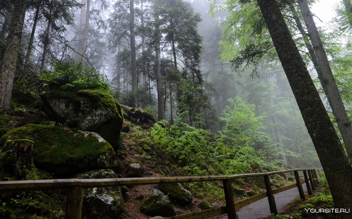 Тёмный лес Шварцвальд Германия