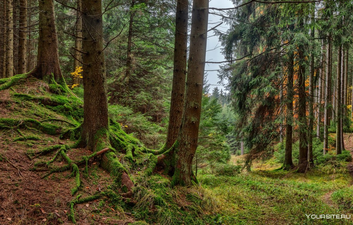 Баварский лес Германия