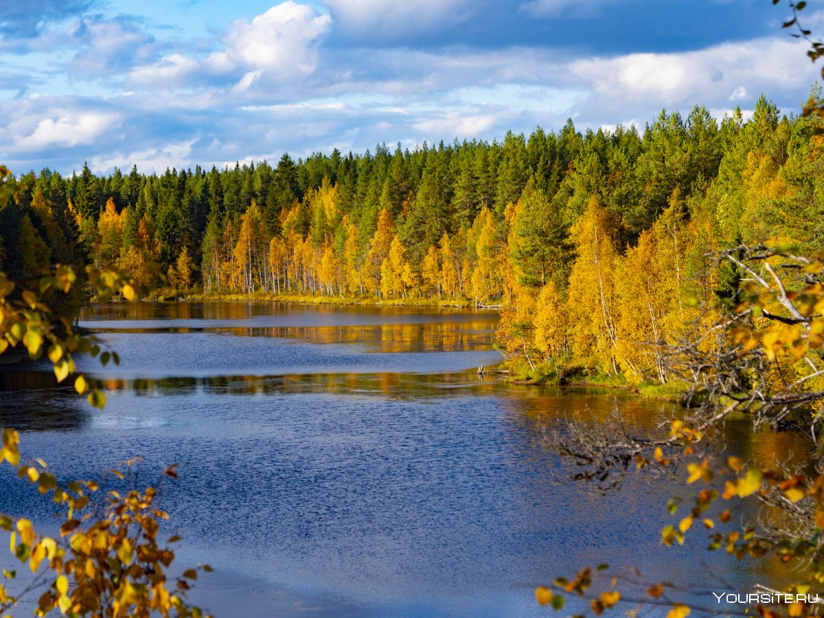Осенний лес в Карелии