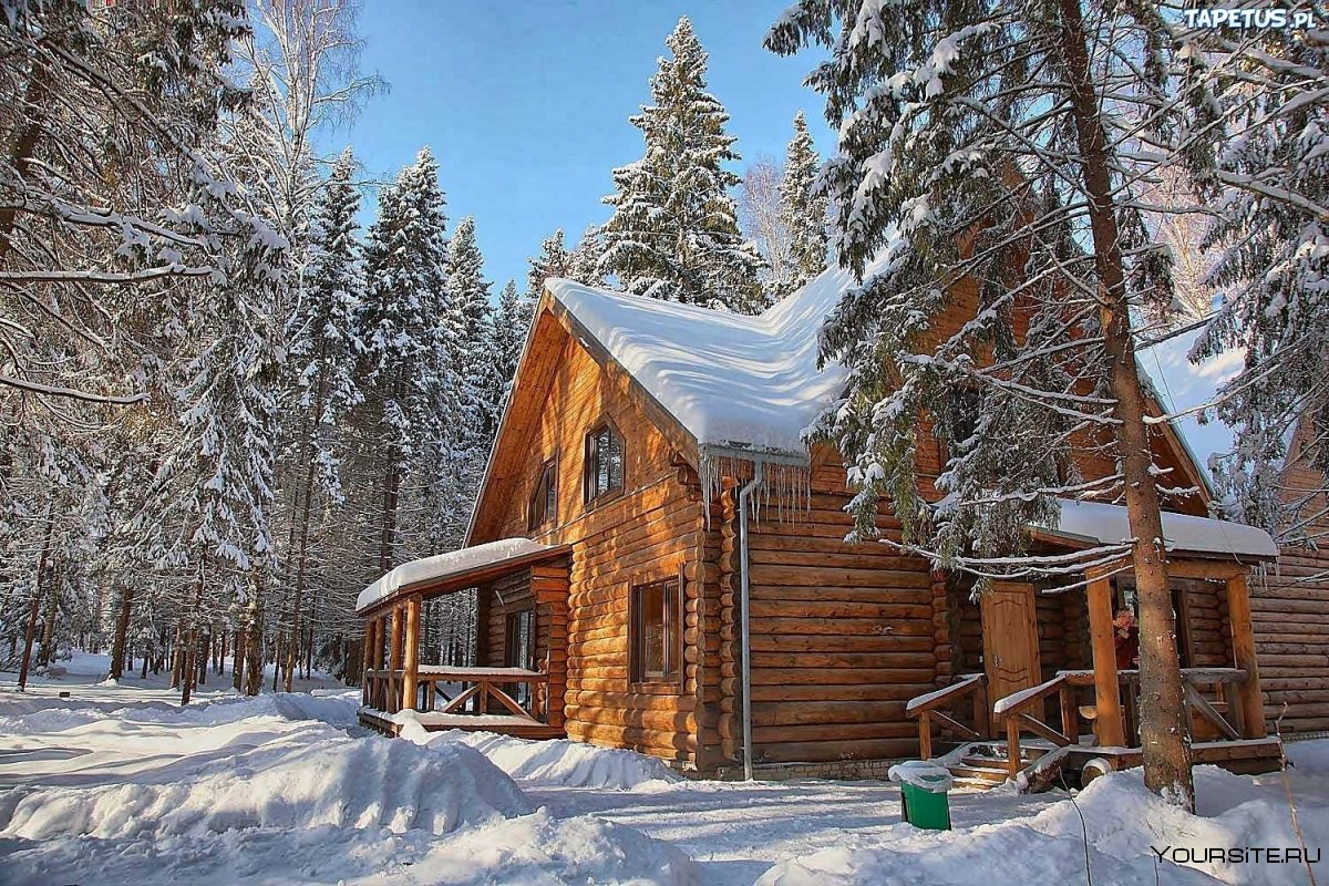 Романов лес Кострома зимой