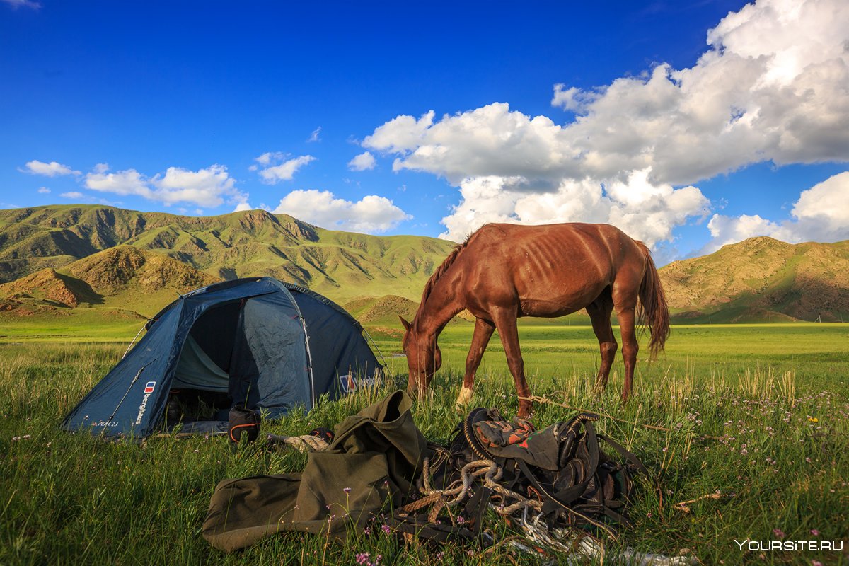 Казахстан степь Юрты лошади