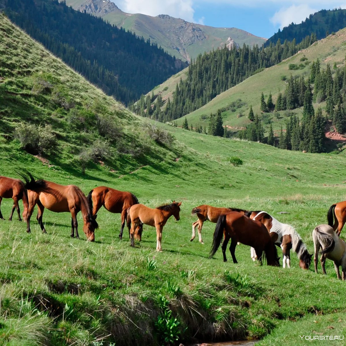 Природа Кыргызстана летом