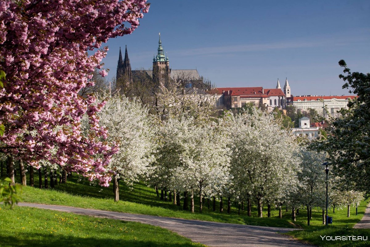 Цветение магнолии в Праге