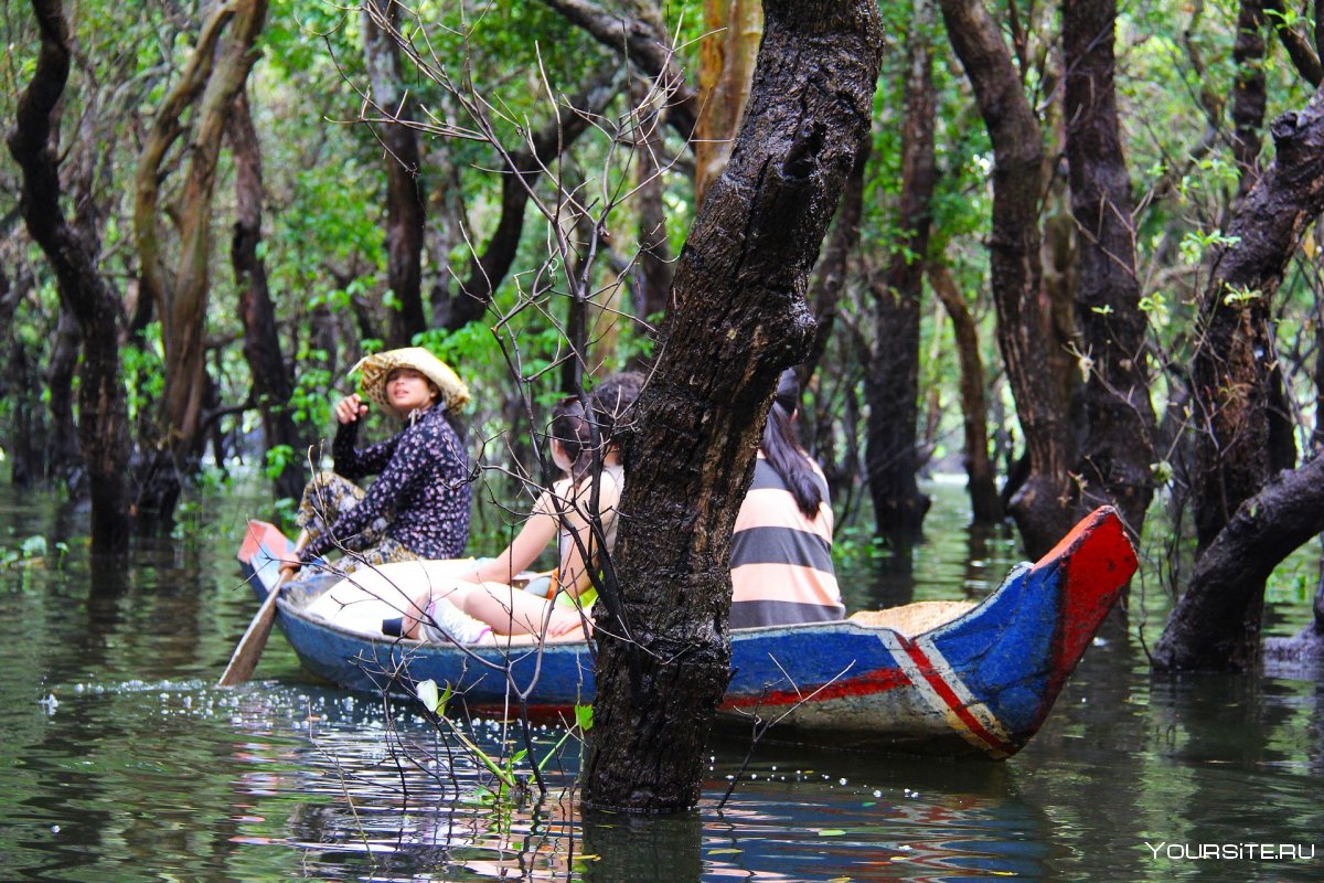 Камбоджа мангровые леса