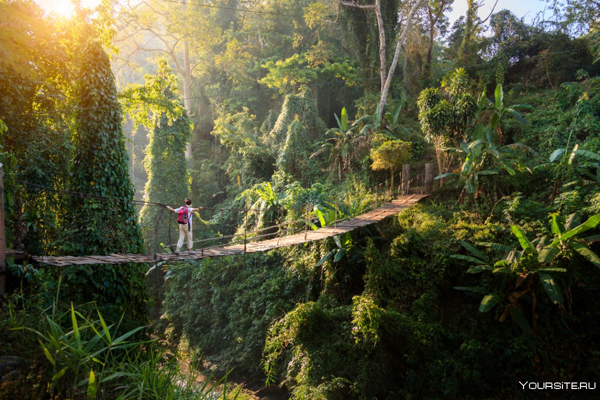 Навесной мост в джунглях