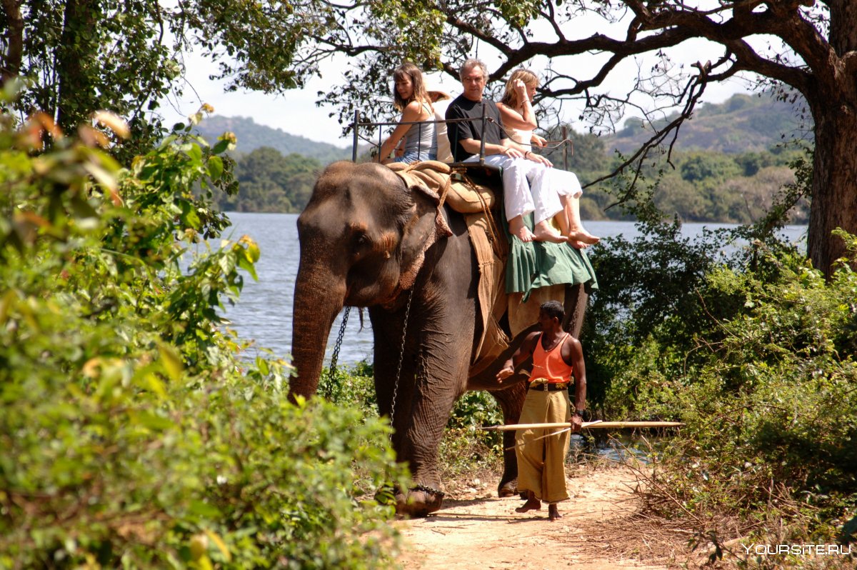 Шри Ланка слоны и туристы