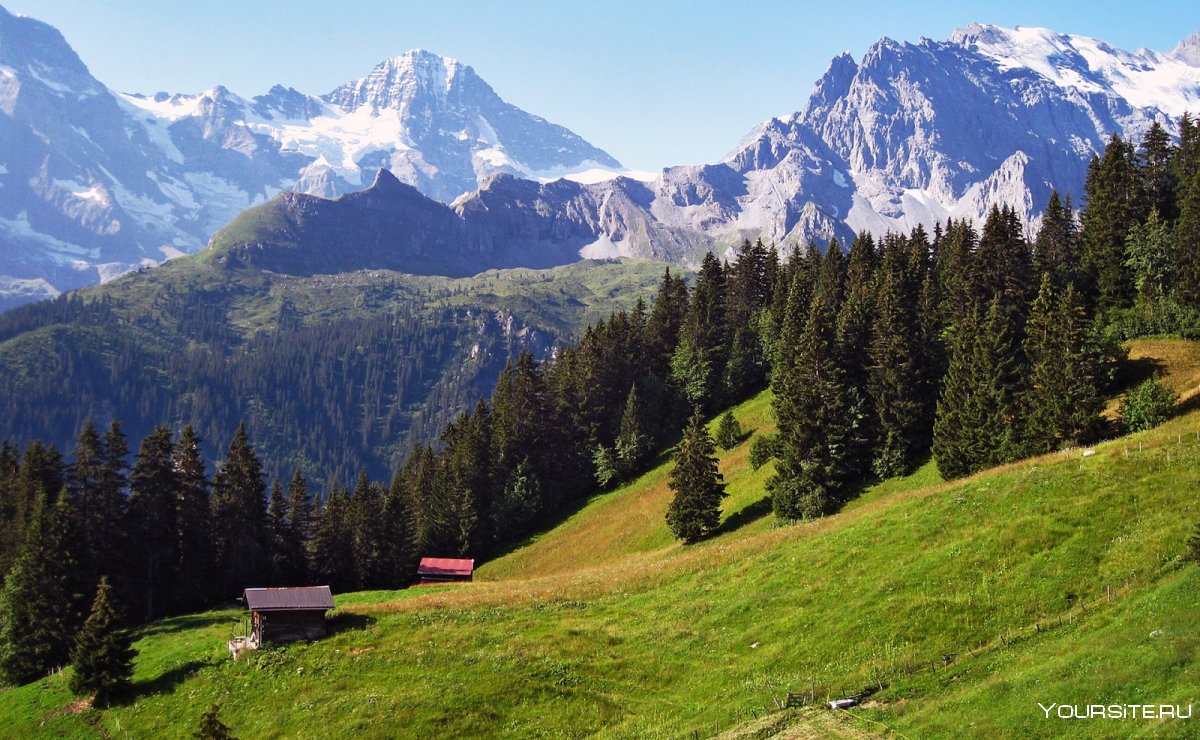 Альпийские леса Австрия