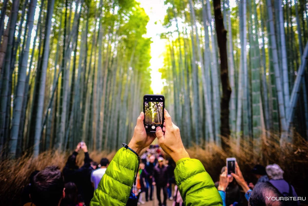 National Geographic Bamboo Forest