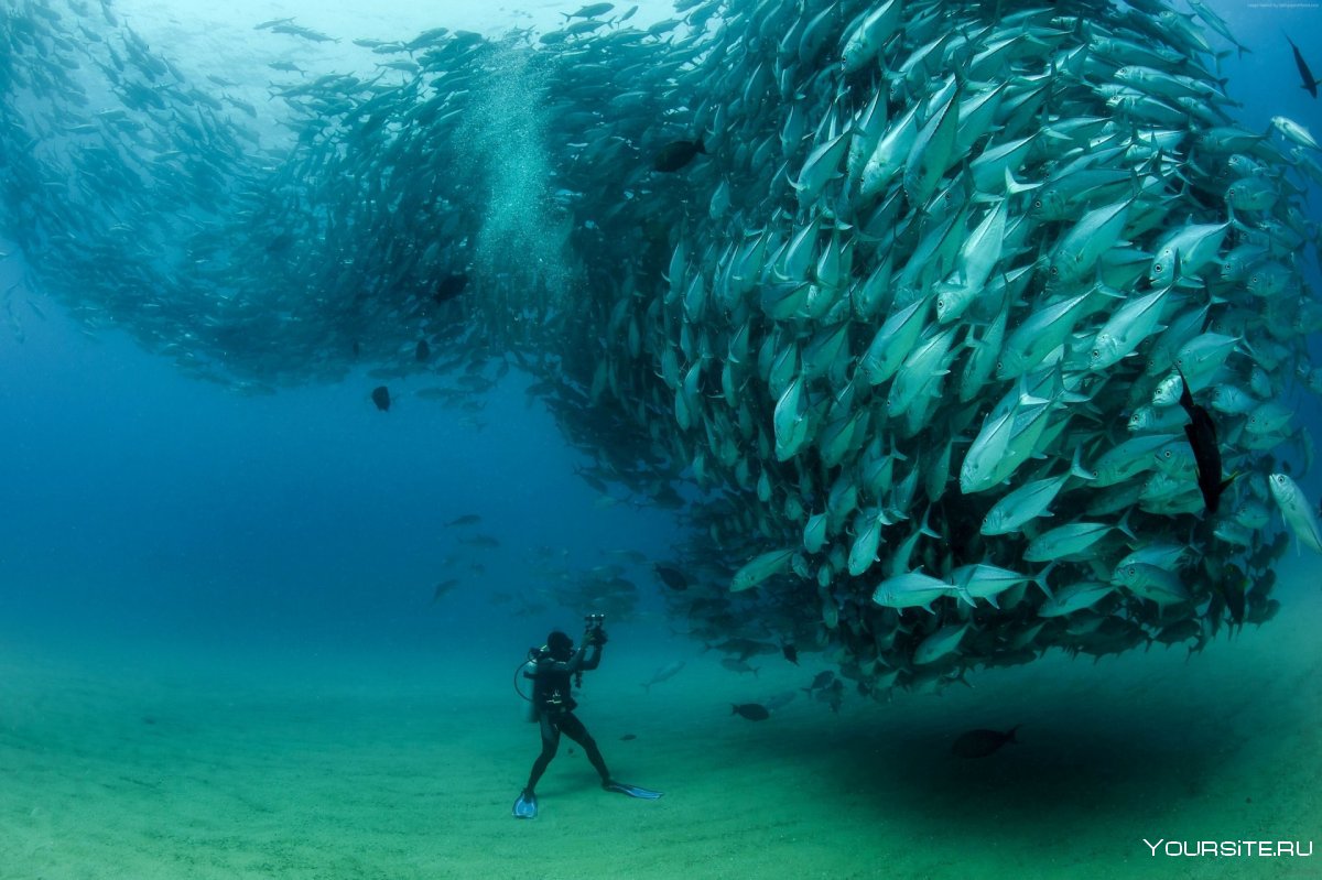 Красное море риф дайвер