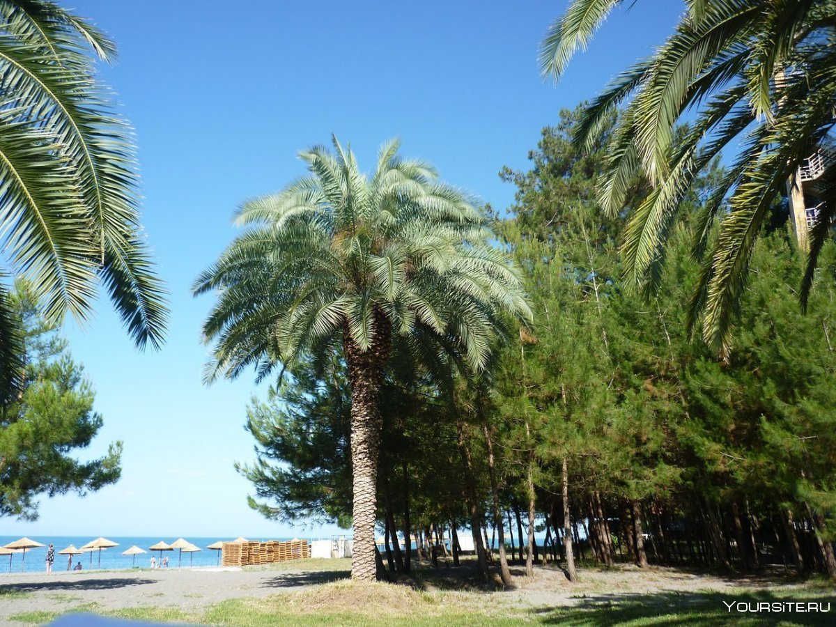 ОПК Пицунда пляж