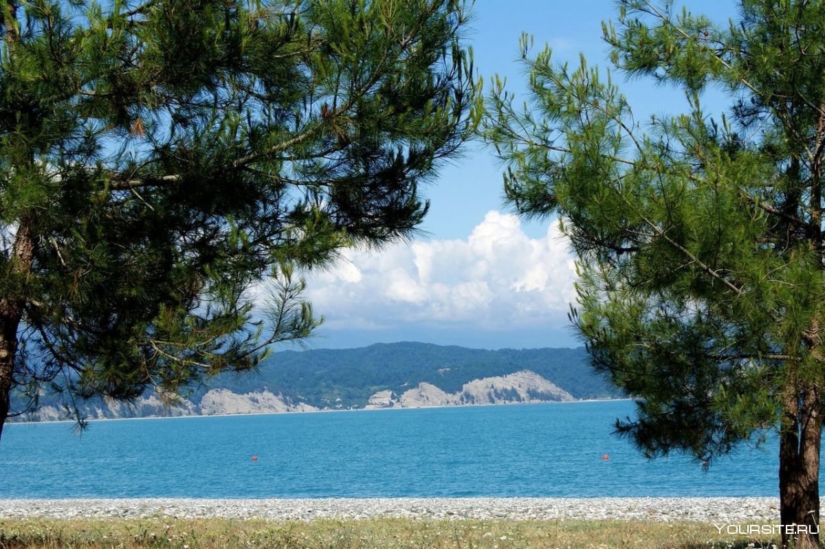 Пицундская сосна Абхазия