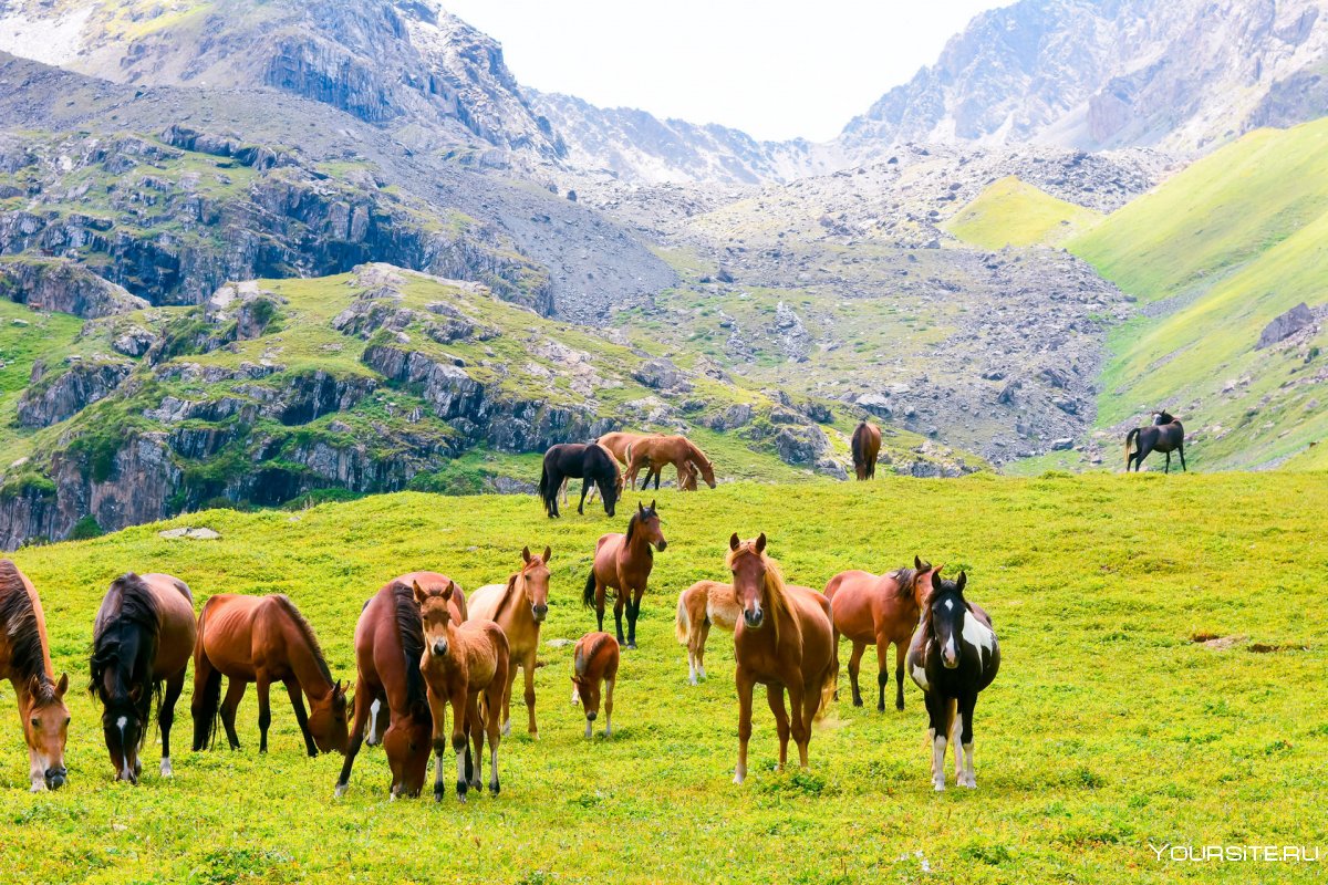 Тянь-Шань горы конный тур