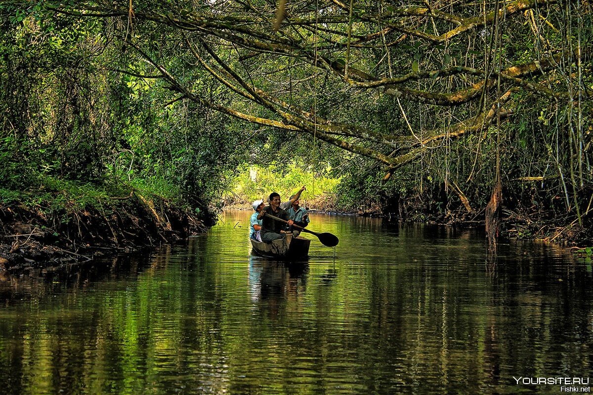 Джунгли амазонки