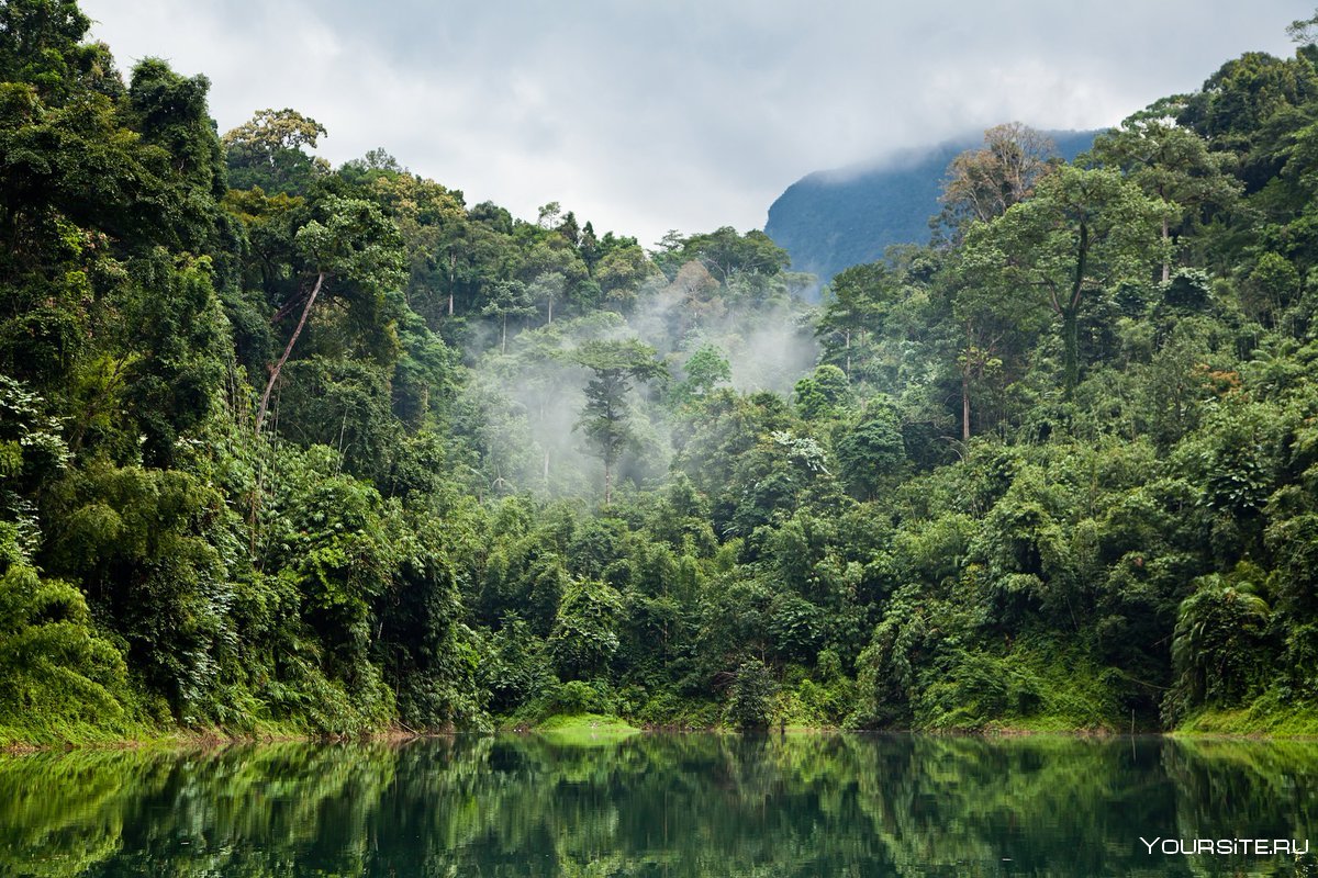 Национальный парк Ясуни Эквадор
