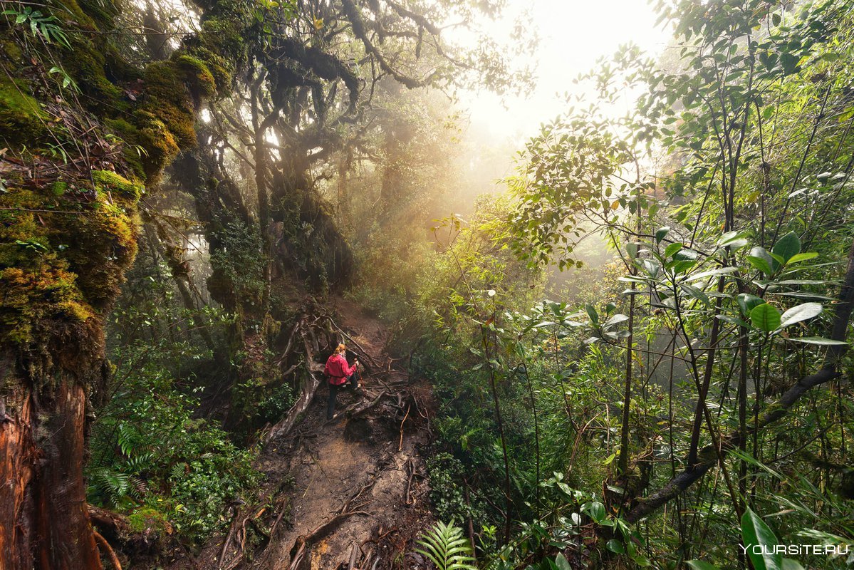 Гватемала природа джунгли