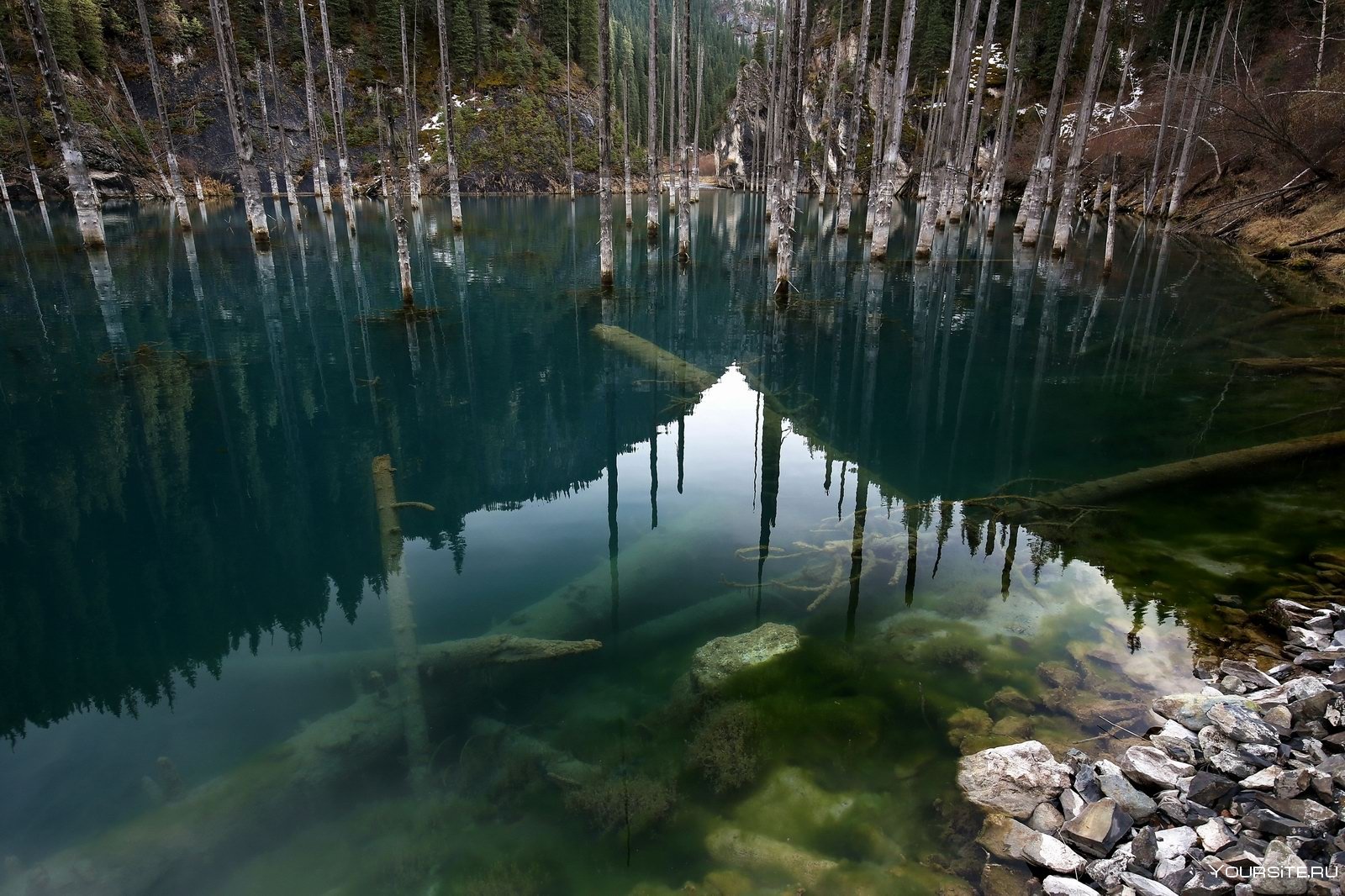 Лес затопленный водой. Озеро Каинды дайвинг. Затонувший лес в озере Каинды. Подводный лес в озере Каинды. Озеро Каинды в Казахстане.