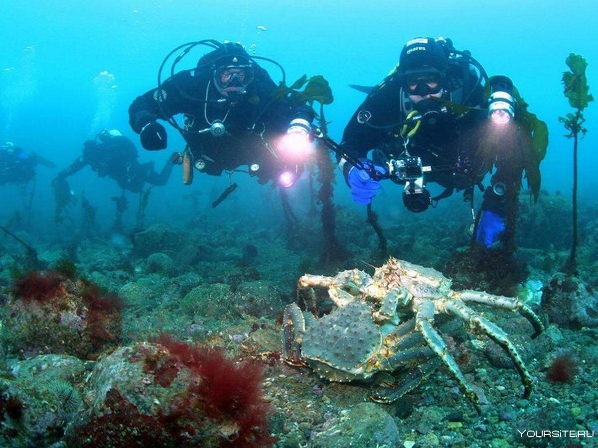 подводный мир каспийского моря