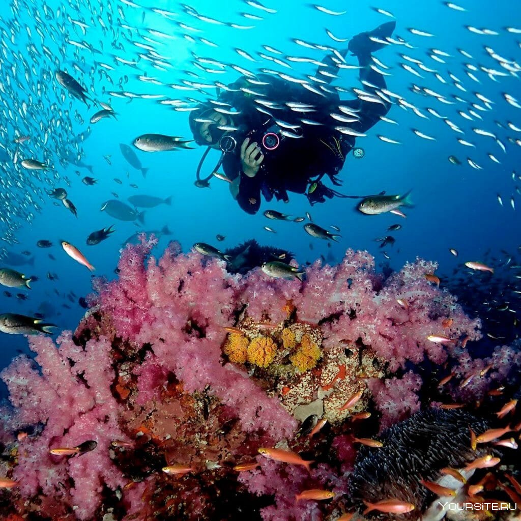 Подводный мир тропиков