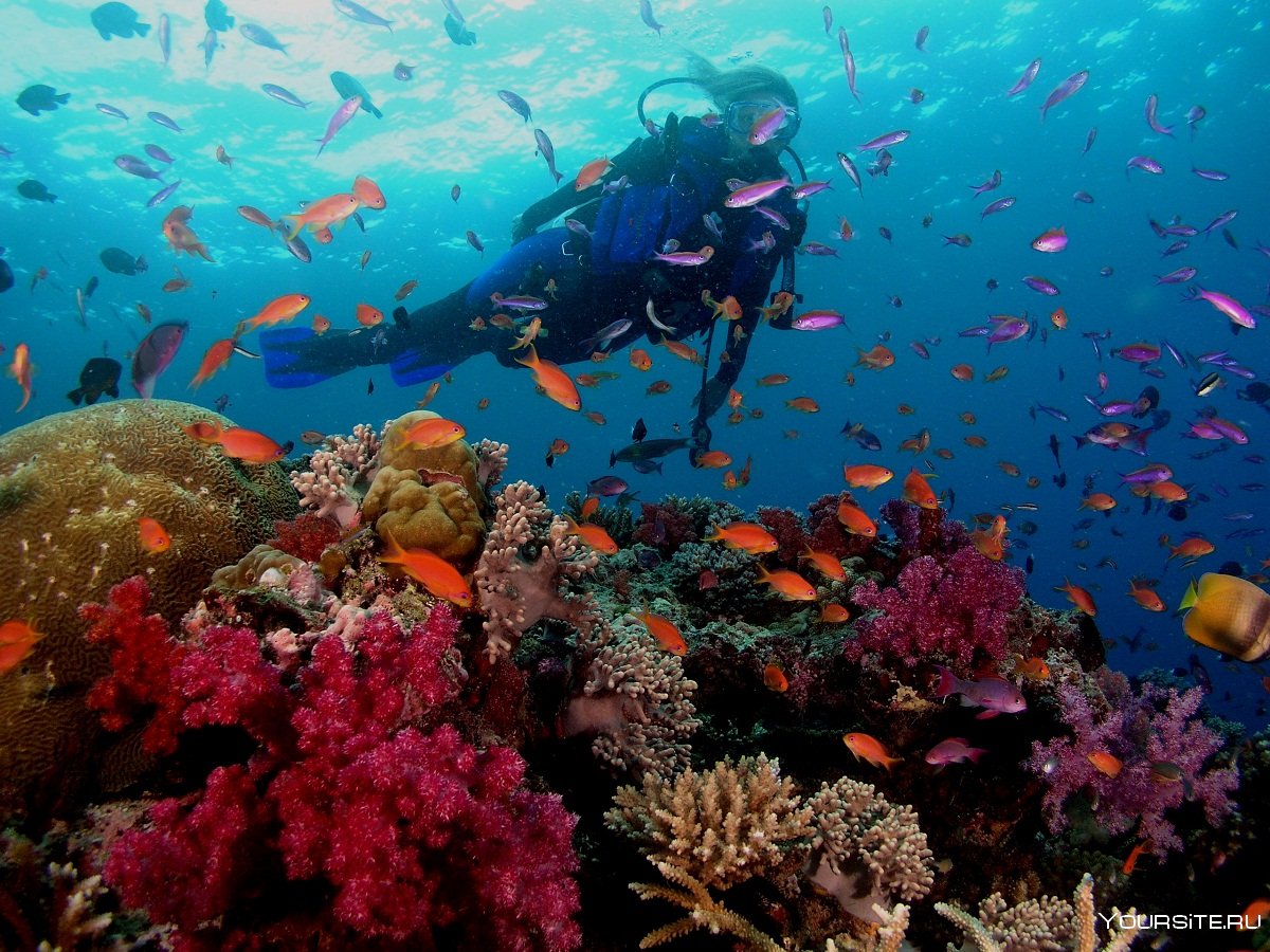 Большой морской риф Фиджи
