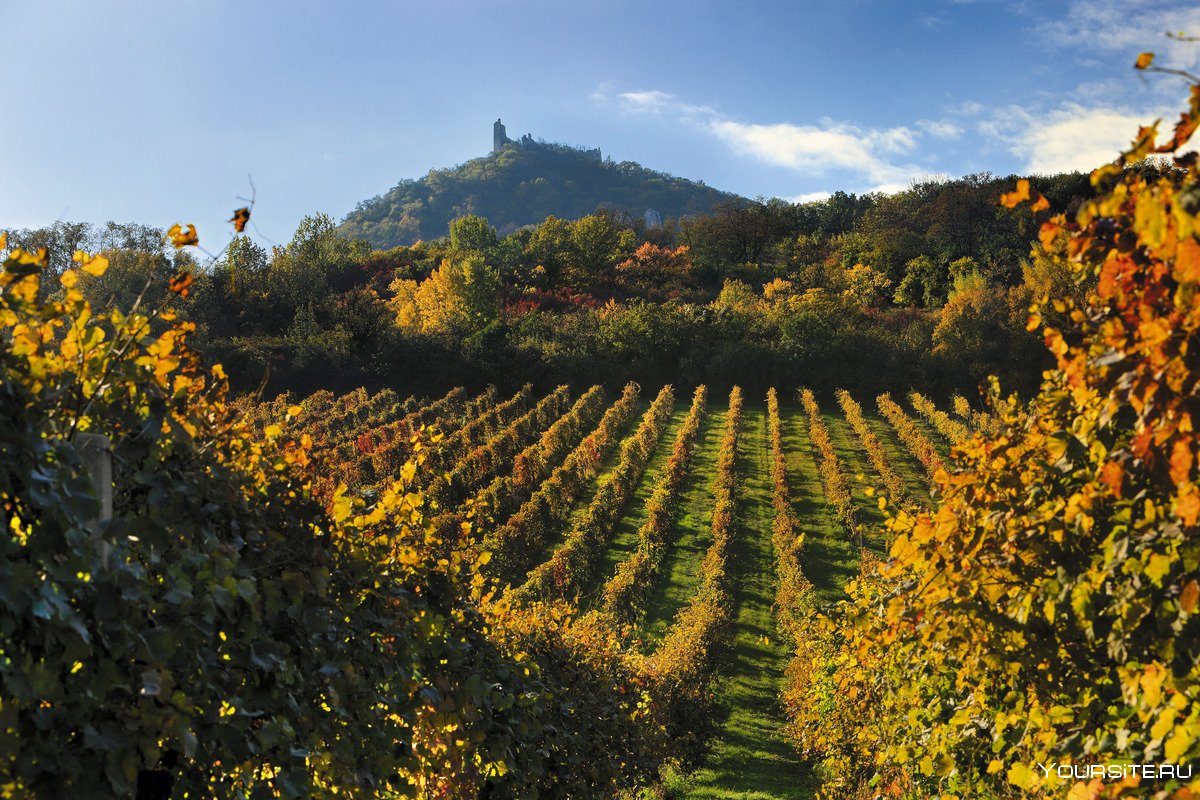 Италия Павия виноградники