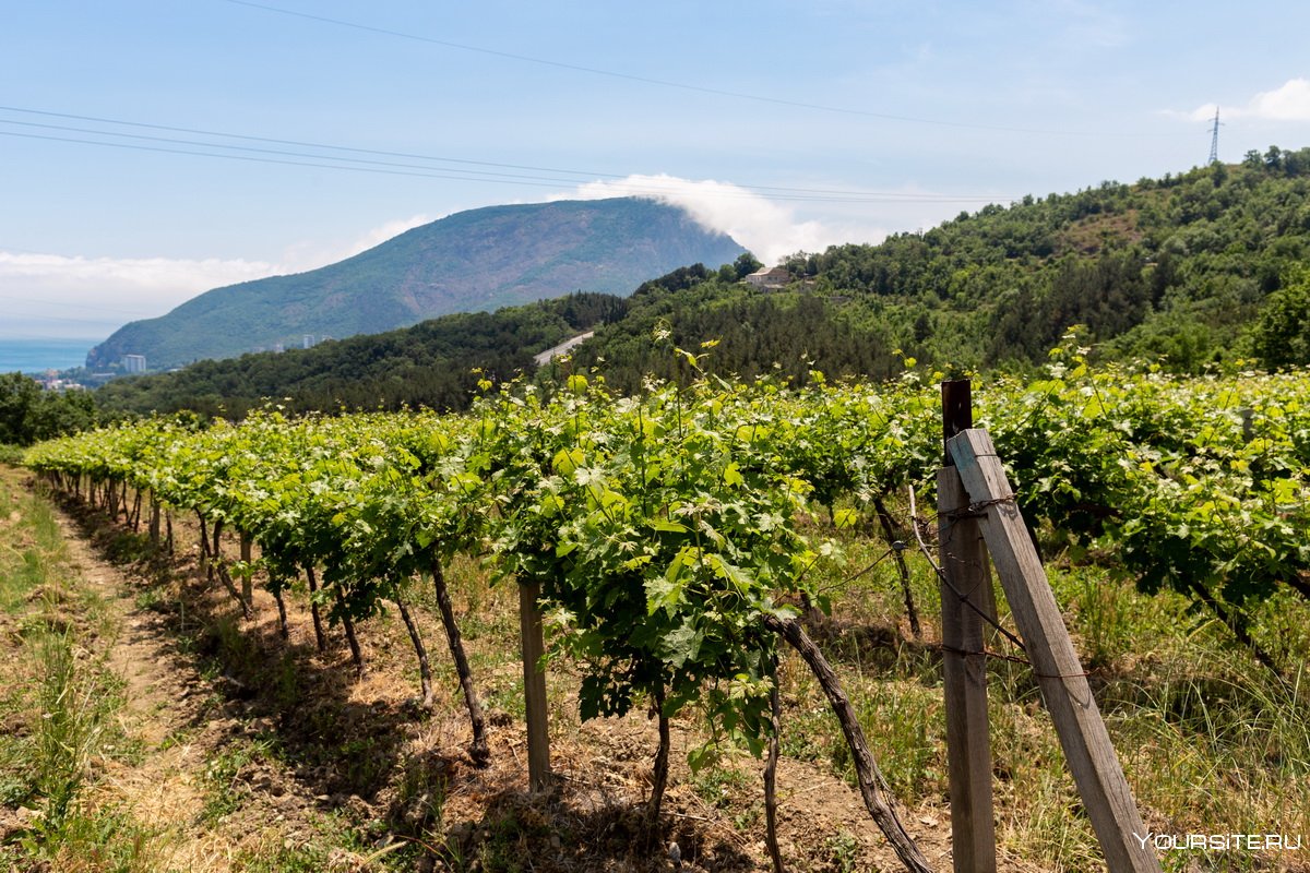 Виноградники Арагон, Испания
