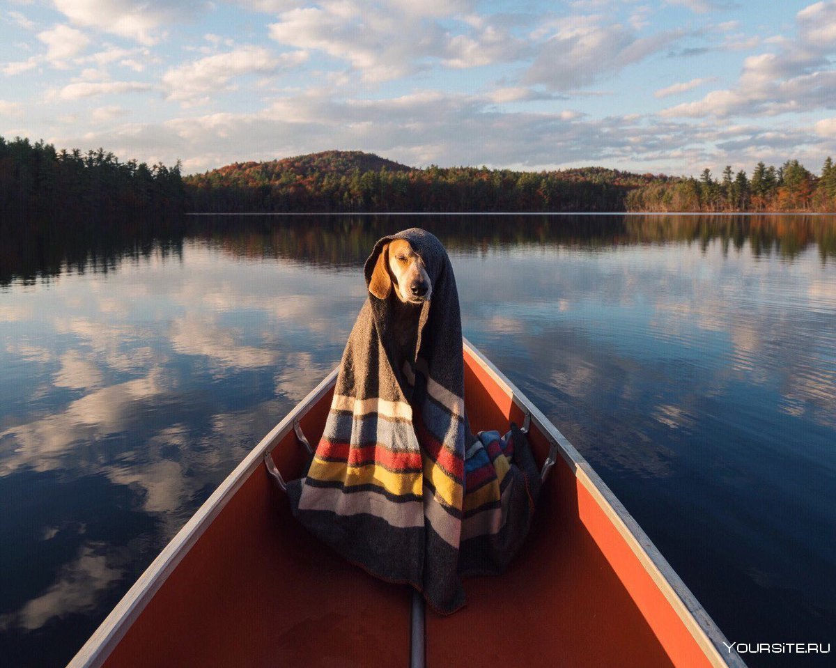 Девушка в лодке с собакой