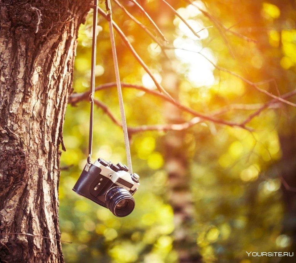 Фотоаппарат на фоне дерева