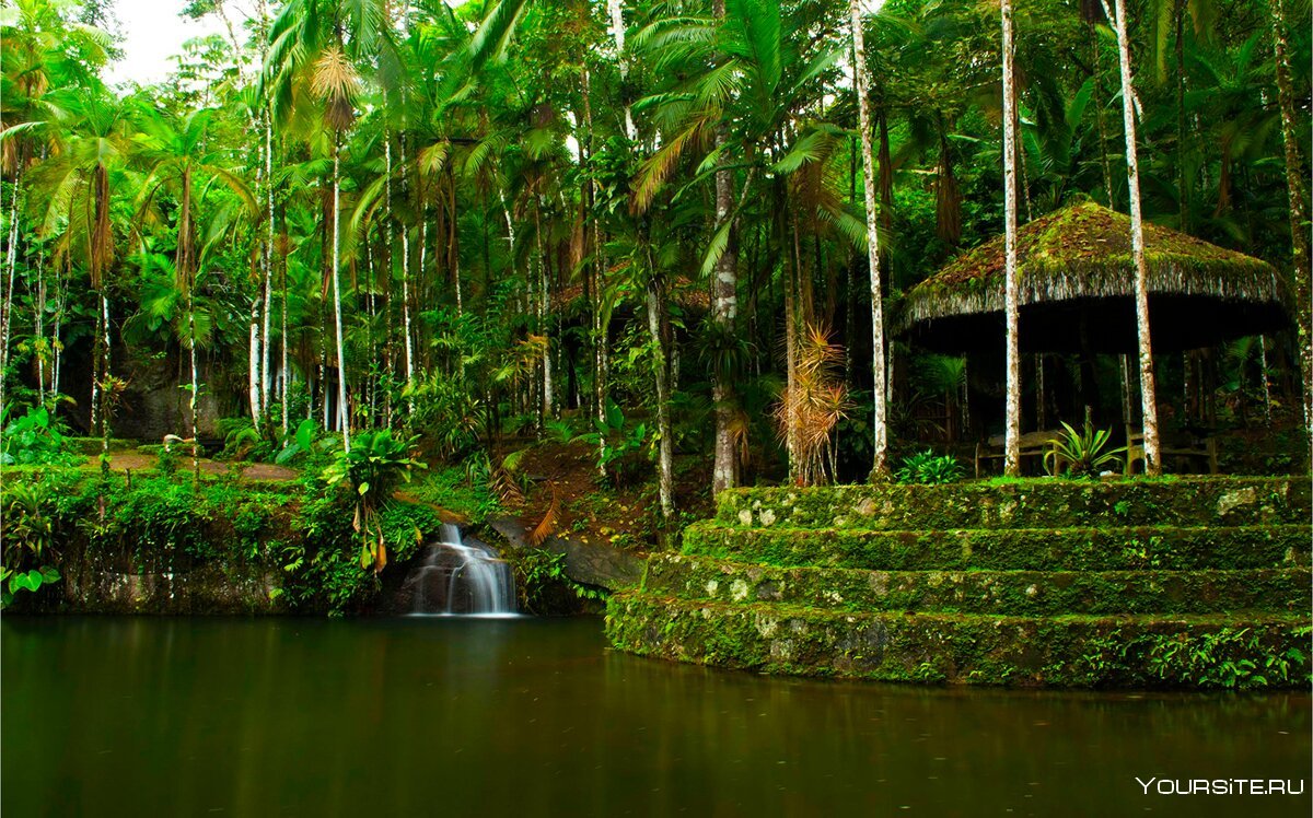 Тропические леса амазонки в Бразилии