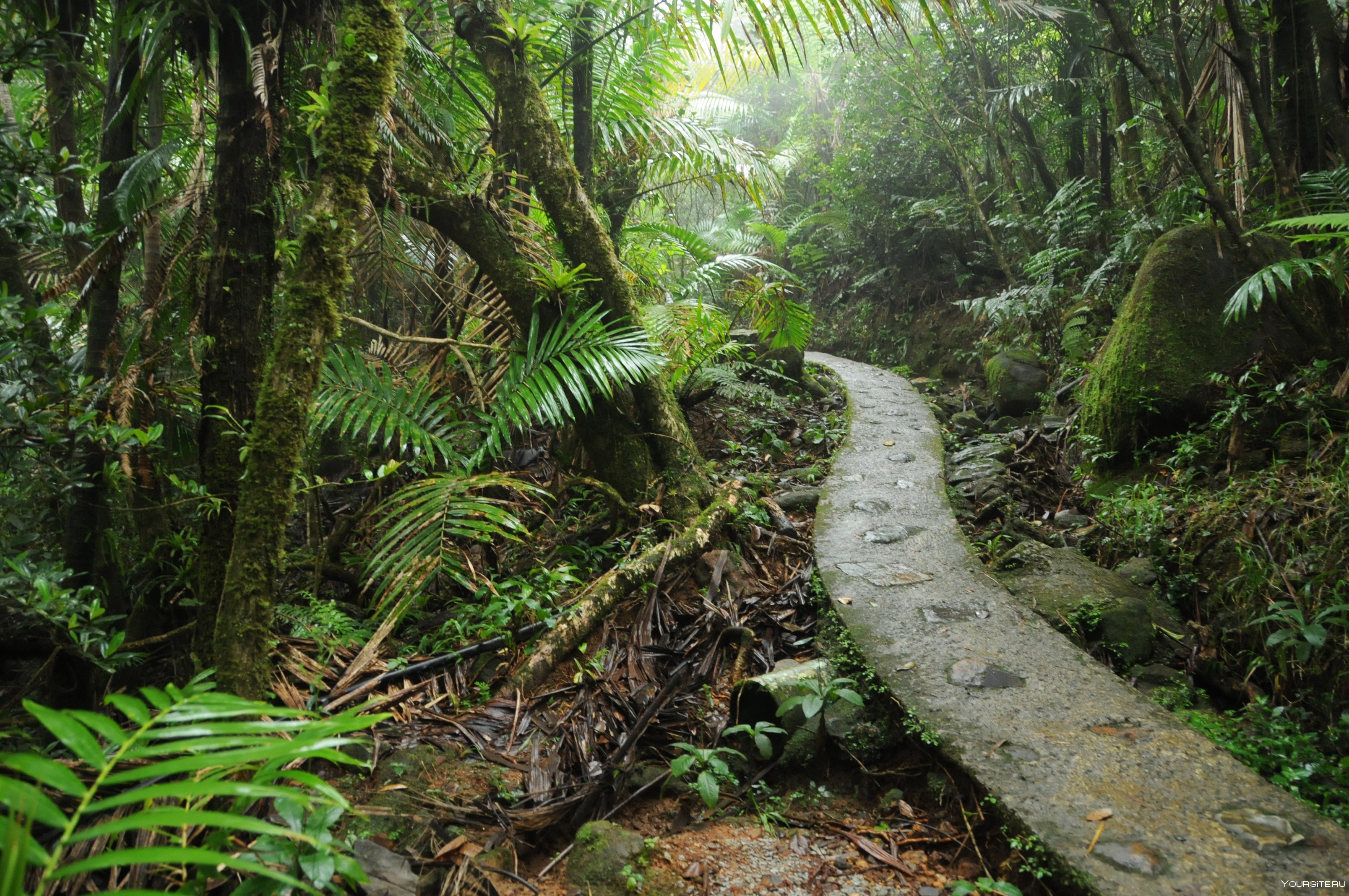 Сила джунглей. Лес Эль Юнке. Пуэрто Рико национальный парк Эль-Юнке. Джунгли Сельва Мексика. Тропический лес Эль Юнке Пуэрто-Рико климат.