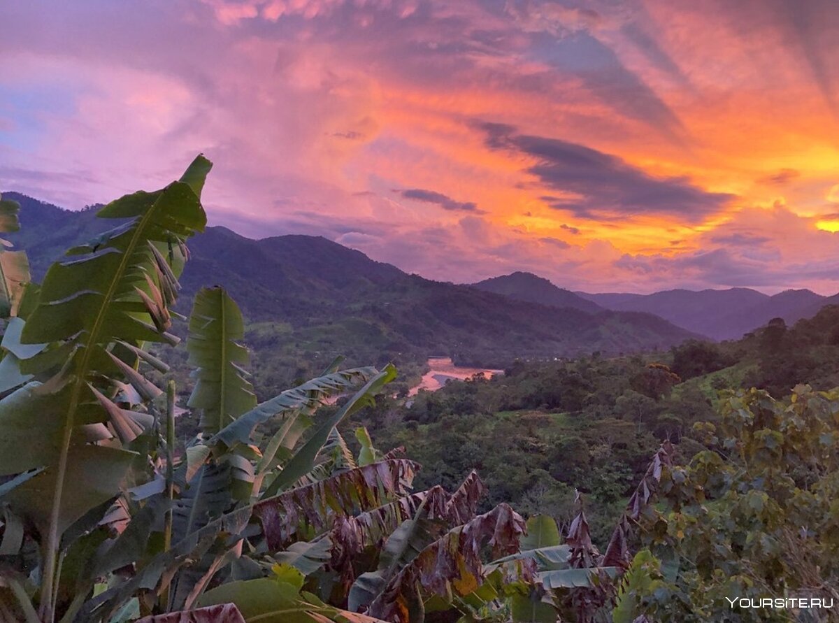 Эквадор джунгли