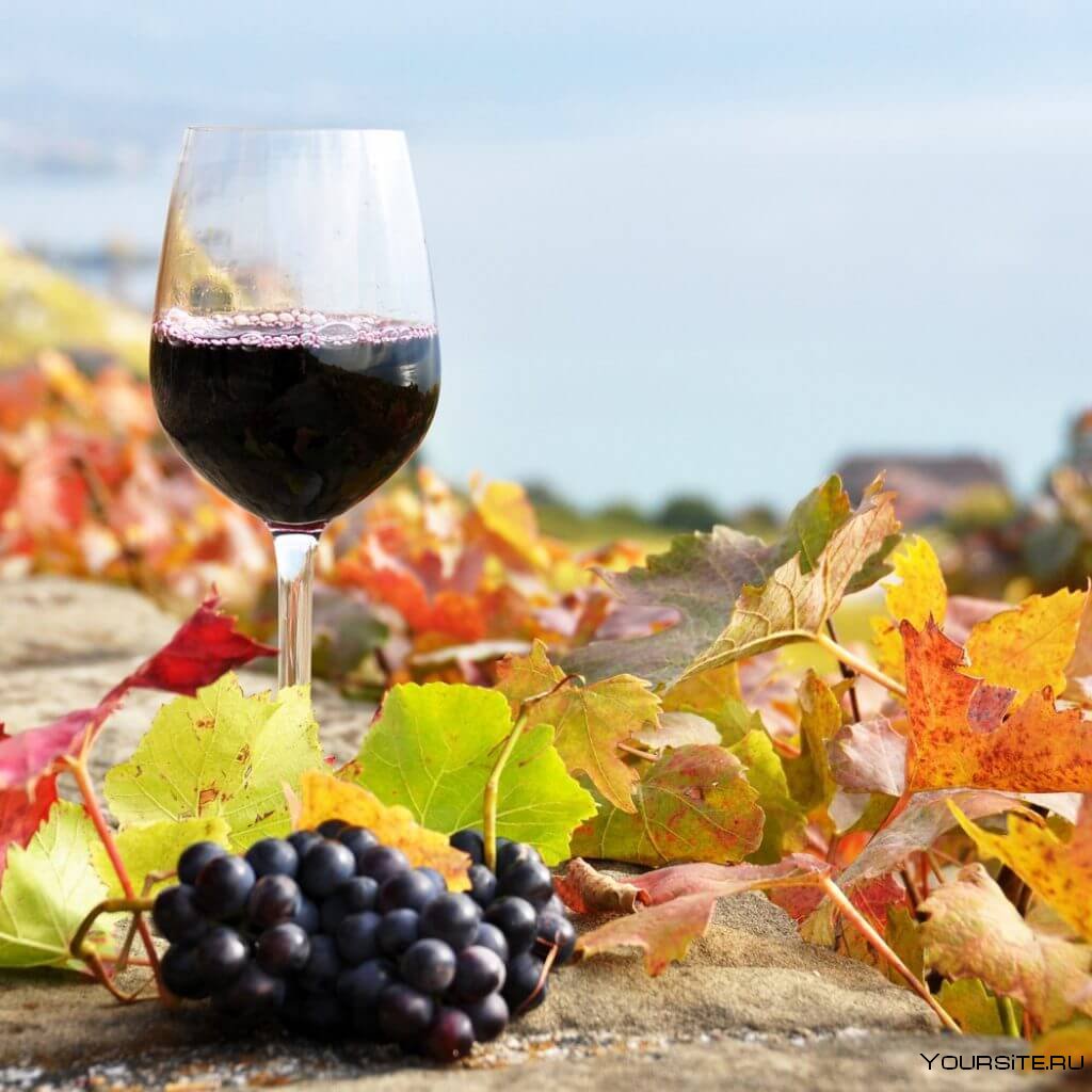 Вино осенью