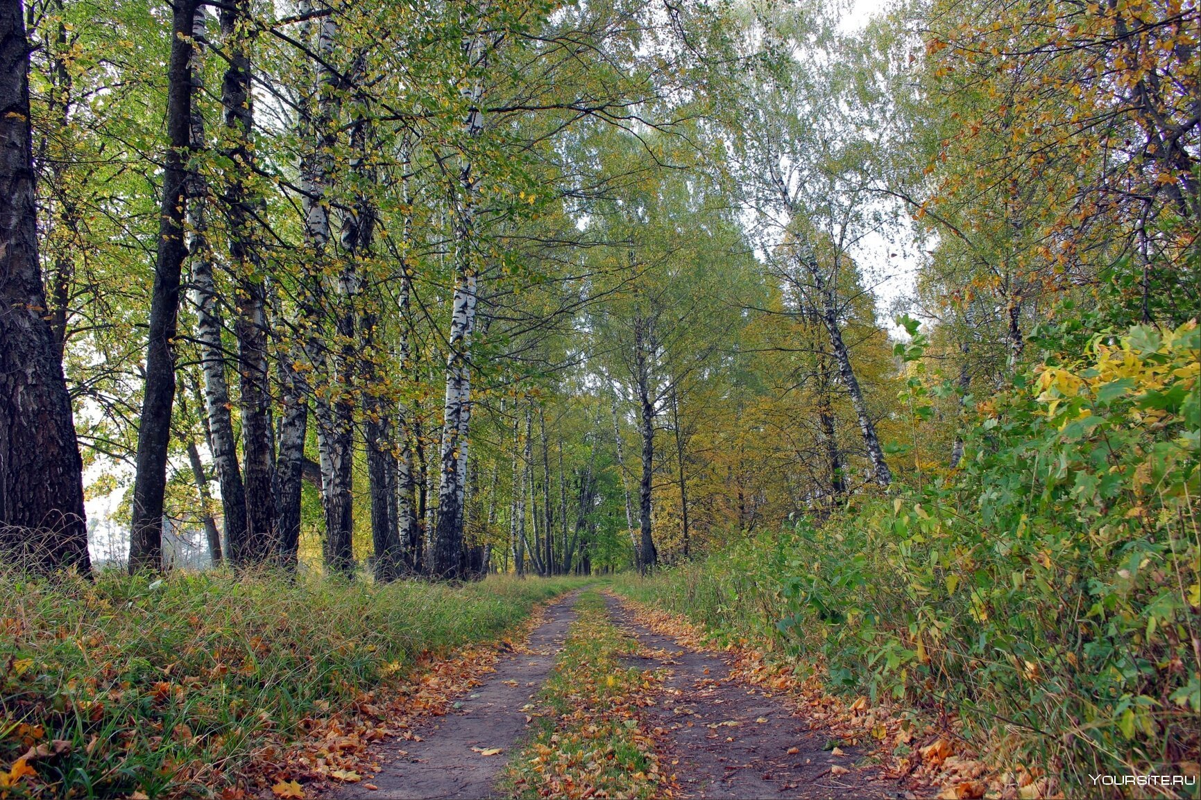 Лужковский лес с соснами Орловская область