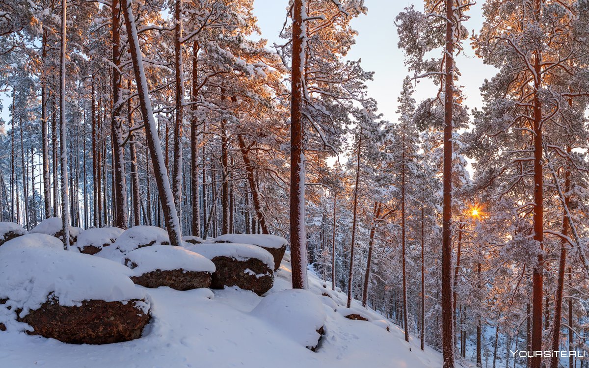 Сосновый Бор Ленинградская область зимой